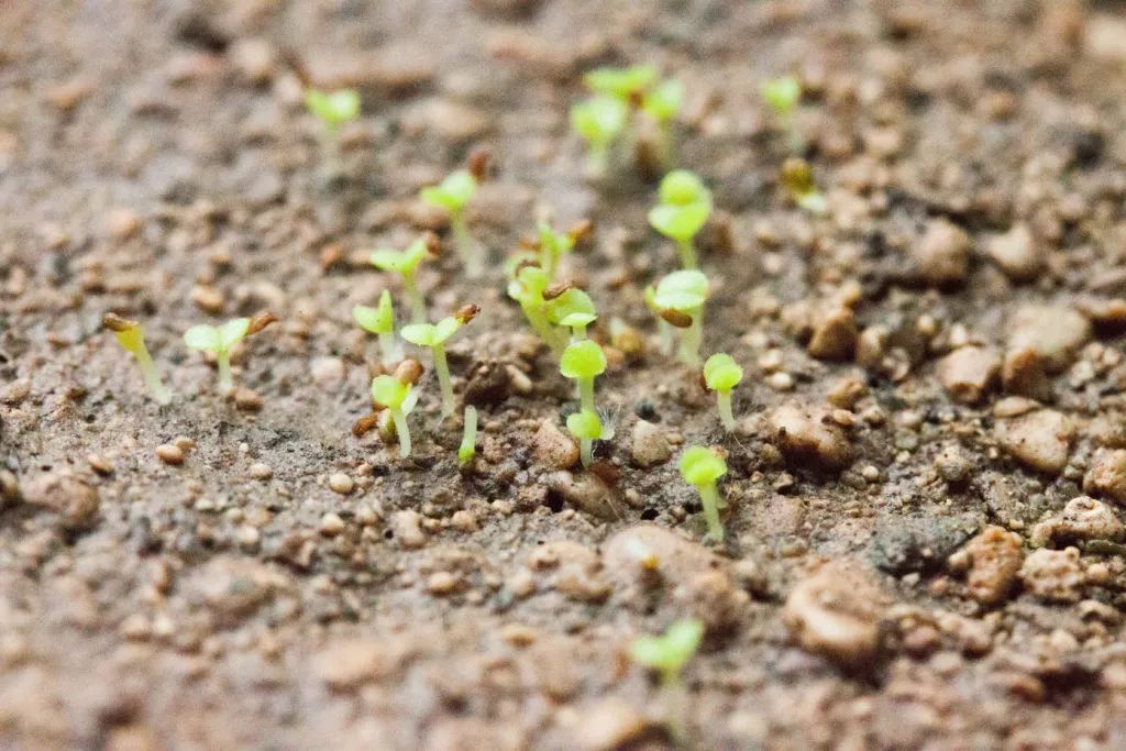 多肉植物和仙人掌用种子繁殖,一个盆就能长上百棵苗