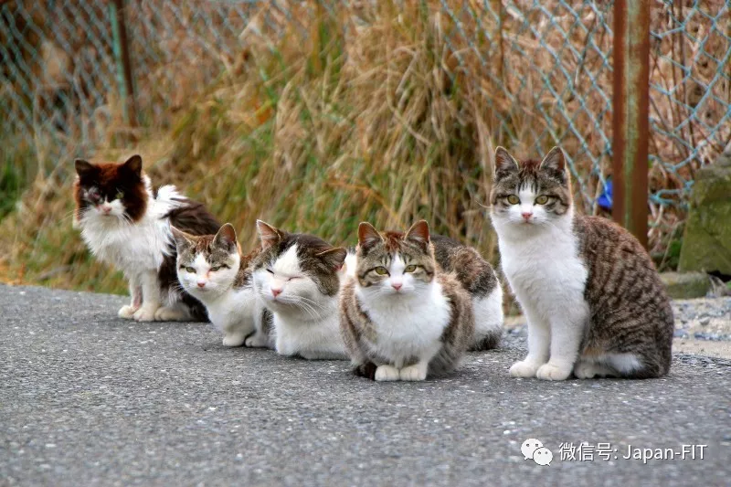 趁着2月22日的日本猫之日 去日本的猫岛让猫咪尽情舔一舔!