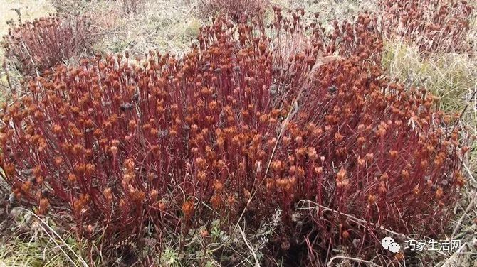 脍炙人口呀_脍炙人口图片