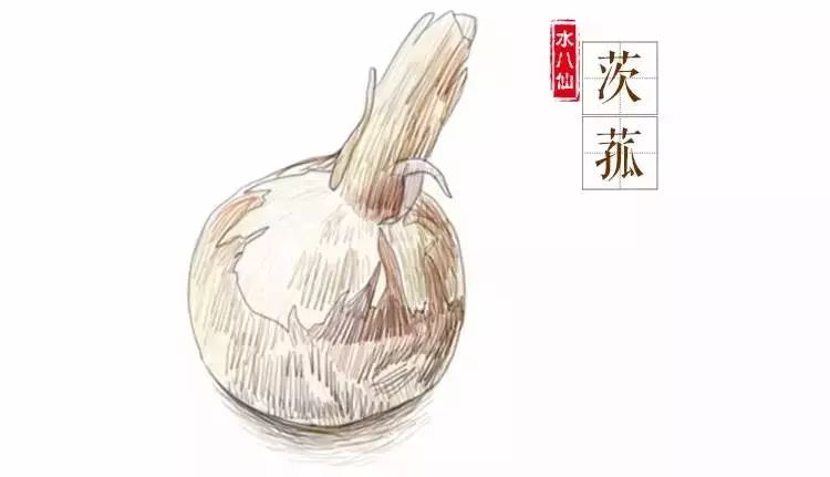 茨菇