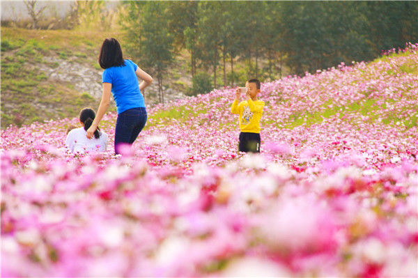 格桑花婚纱照_格桑花图片高清(2)