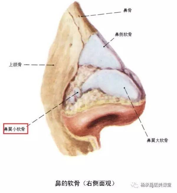 网红整形之鼻综合整形