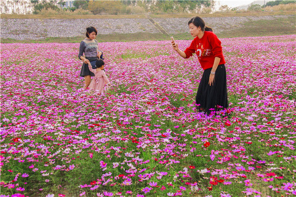 格桑花婚纱照_格桑花图片高清(3)