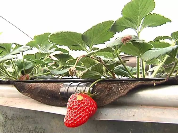 【百村优品】娄庄这里的生态草莓与众不同