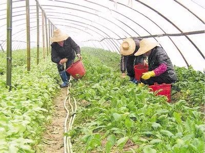 彭老总种菜_种菜图片