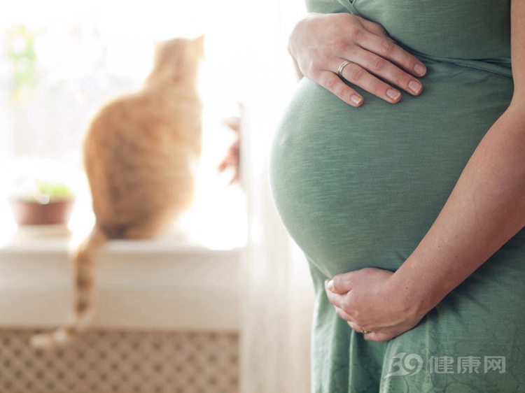 怀孕为什么不能养猫