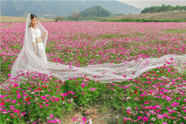 格桑花婚纱照_格桑花图片高清(2)