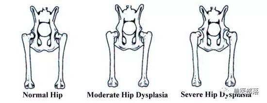 犬髋关节发育不良的研究进展