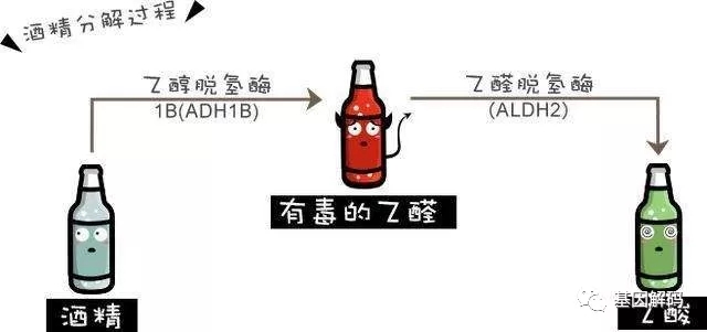 进入体内的乙醇90-95%需要通过肝脏进行代谢,其余随尿液,汗液和呼吸