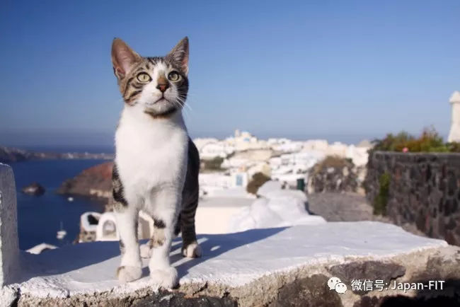 趁着2月22日的日本猫之日 去日本的猫岛让猫咪尽情舔一舔!