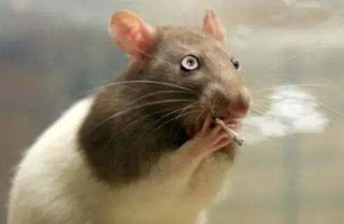 老鼠说:人自己长得丑吧,反说"贼眉鼠眼",人自己眼光短浅吧,反倒说"鼠