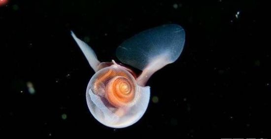 海蝴蝶是一种软体海生动物,海蜗牛的一种,因为它们的样子多少有点儿像