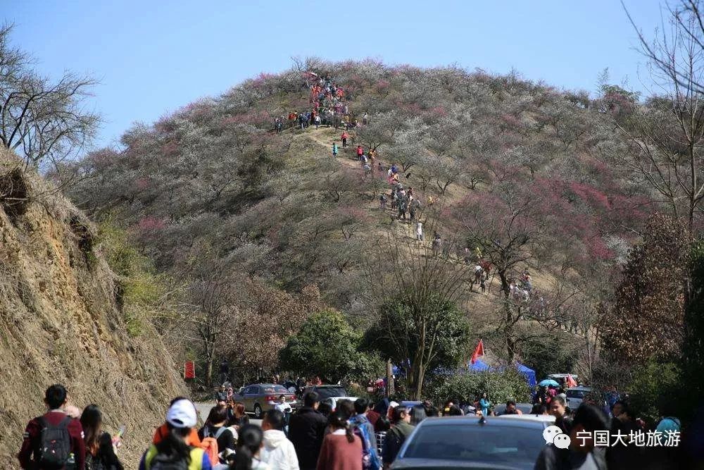 赏梅季安吉中国大梅海余村一日游特价99元