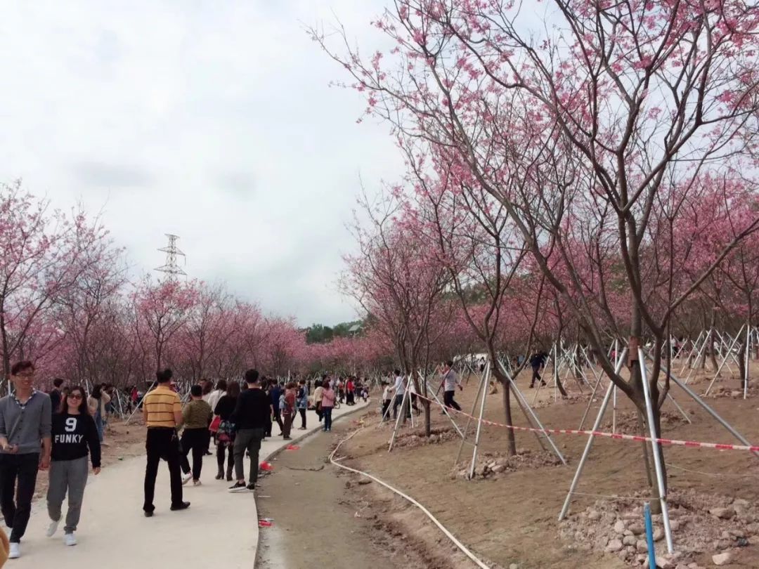 这里樱花开了!已刷爆廉江人的朋友圈!