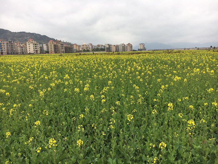 连江马鼻镇350亩的油菜花悄然盛放!美爆了!快,约起来!