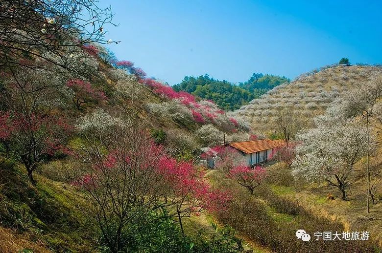 赏梅季安吉中国大梅海余村一日游特价99元