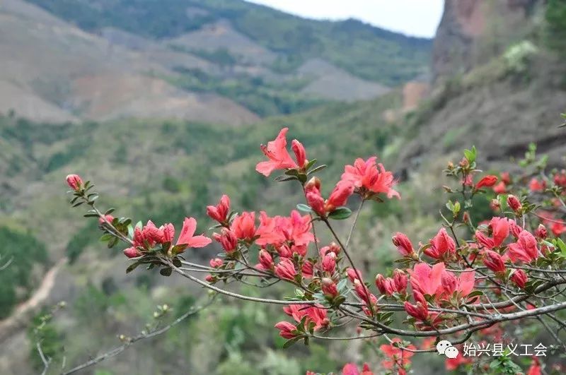 始兴旅游红石山庄二月天看漫山遍野杜鹃花争奇斗艳