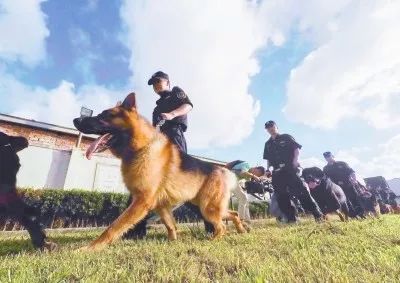 狗年说狗:这些守护平安的"神犬",真是帅呆了!