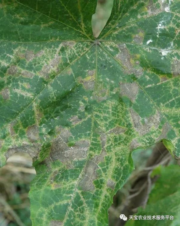 十一,丝瓜细菌性角斑病主要危害叶片和果实,偶然也在茎上发生.