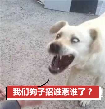 狗狗是怎么从中国人的口粮变成骂人话的?