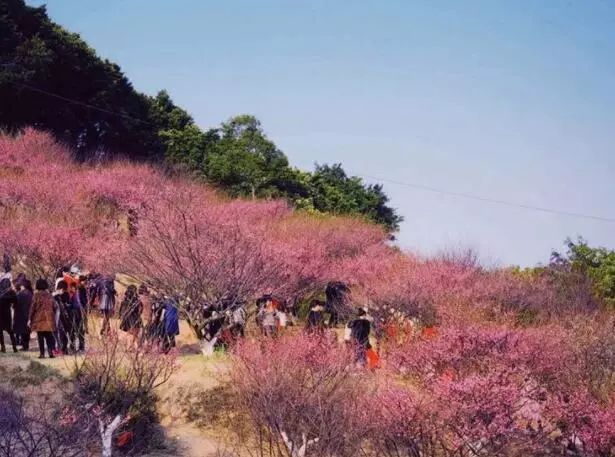 【志愿服务】景美人更美——梅花镇党员志愿者在行动