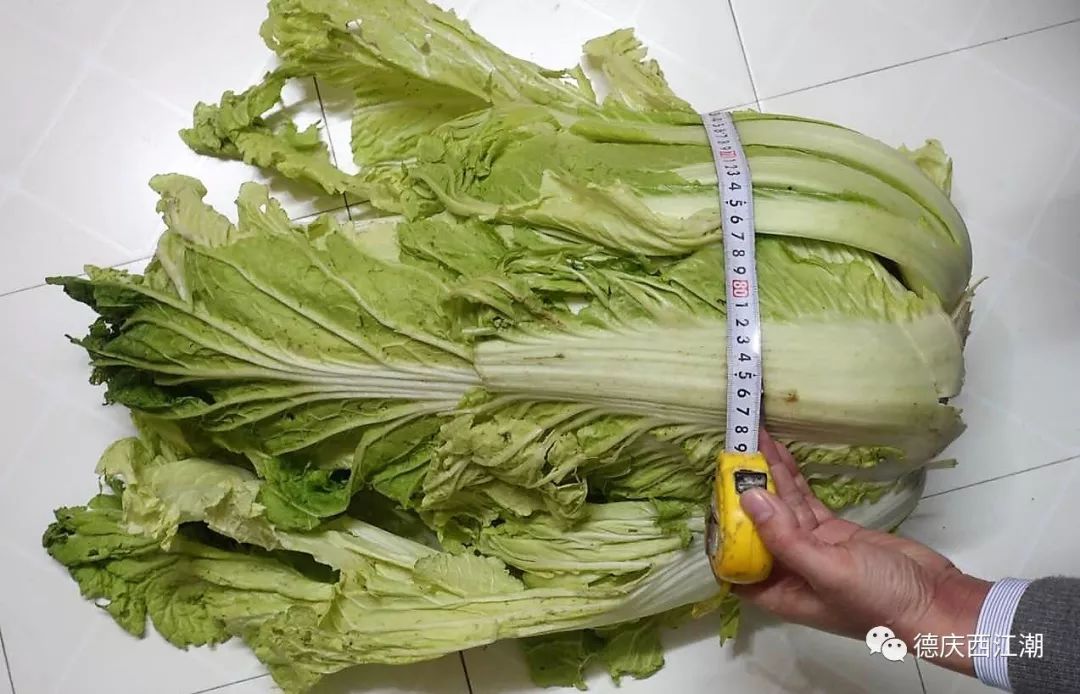 勁抽！德慶菜農種出超級“巨無霸”大白菜，重13.74斤，比小女孩身體大得多- 雪花新闻