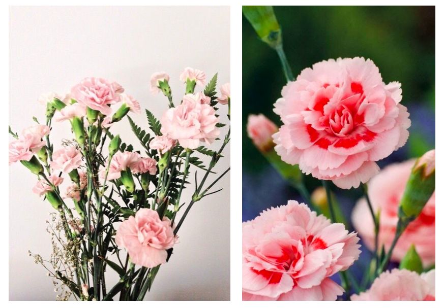 开始以粉红色康乃馨作为母亲节的象征,故今常被作为献给母亲的花