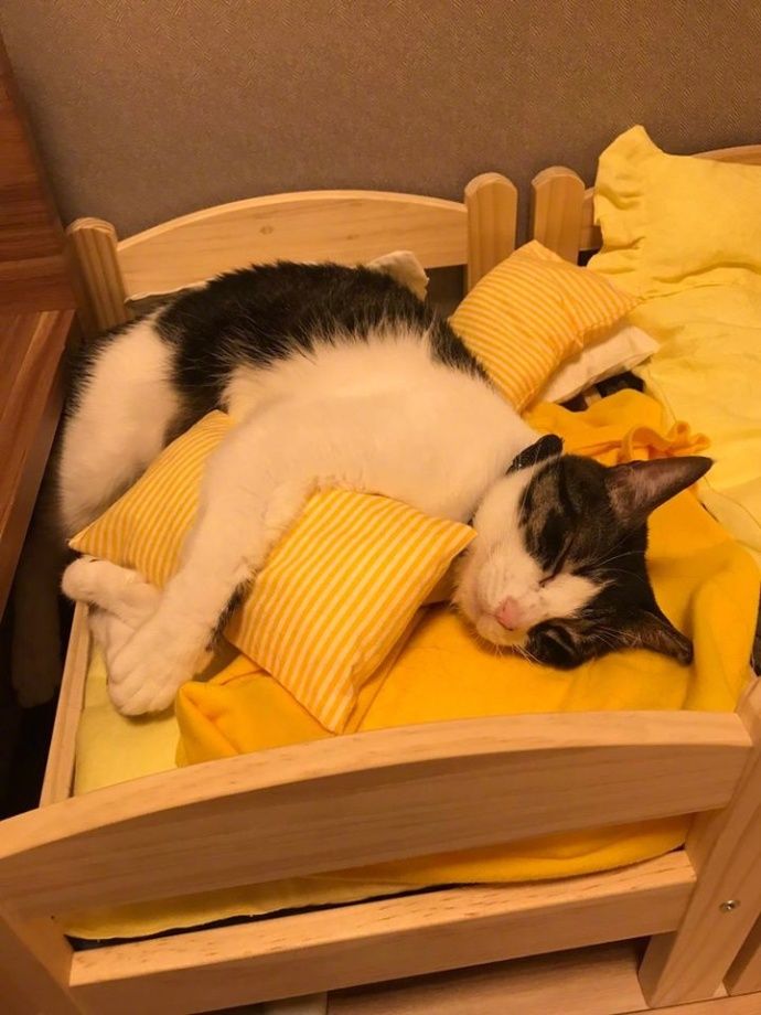 喵抱着小枕头睡觉,镜头拉远一看太羡慕了,它竟然有三张自己的床.