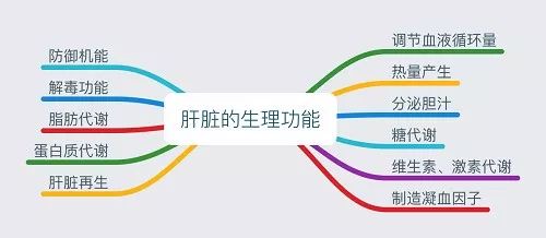 【片仔癀之友】你知道吗?肝脏比大脑功能还复杂!