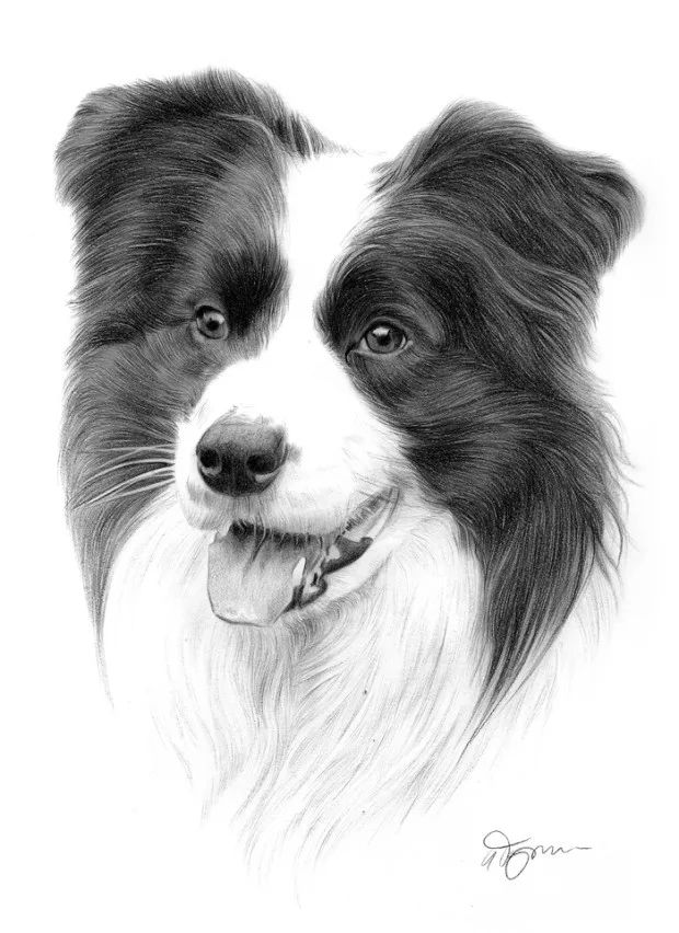 它的独特性在于色彩丰富且细腻, 狗狗素描画 狗狗的素描画,画风更