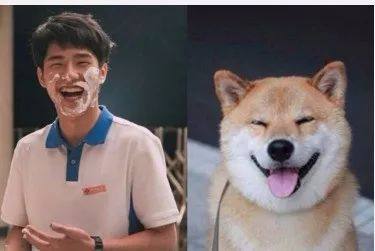 为什么说刘昊然是柴犬?