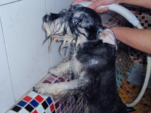 很多狗狗患上皮肤病是由于主人不合理的洗澡方式导致的,因为有很多
