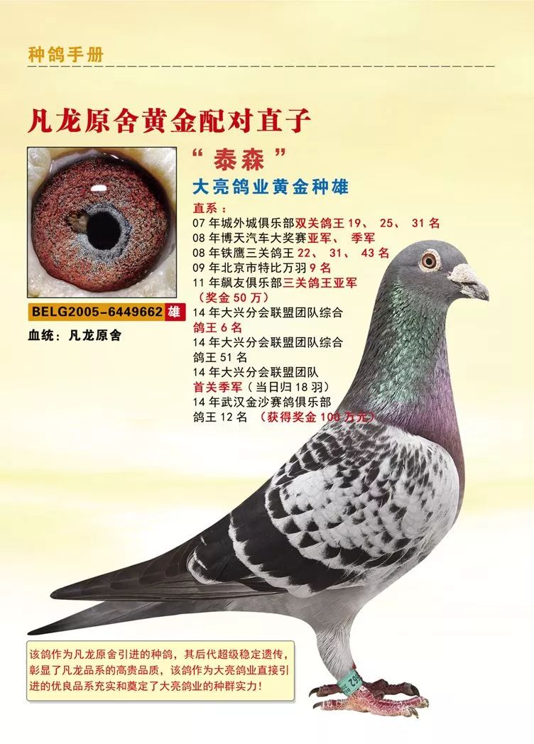 北京名家王大亮18年幼鸽预定出售,1000元一羽,一组5羽