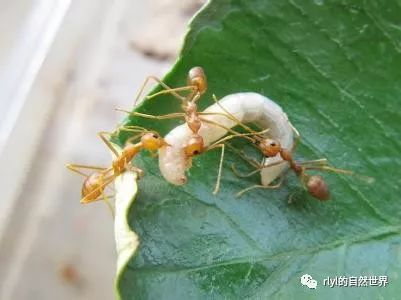 【蚁视界】浅谈如何饲养蚂蚁（一）