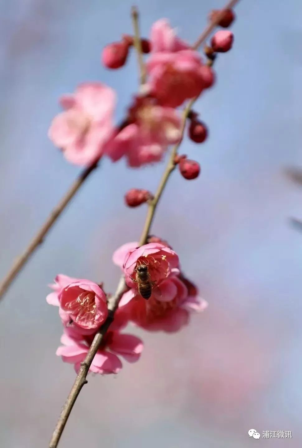 梅花成串串:在这里踏春赏梅人如织 自拍模式开启!