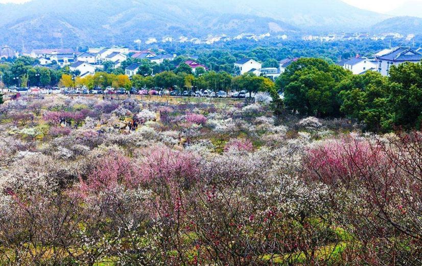 【万达旅游】苏州香雪海,七里山塘街一日游