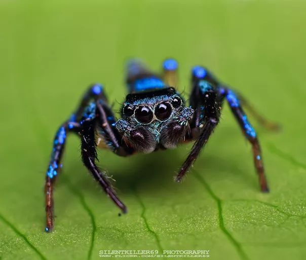 金属蓝色跳跃蜘蛛