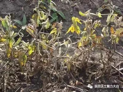 大豆立枯病大豆立枯病的症状:被害的幼苗主根和靠地面的茎某部形成红