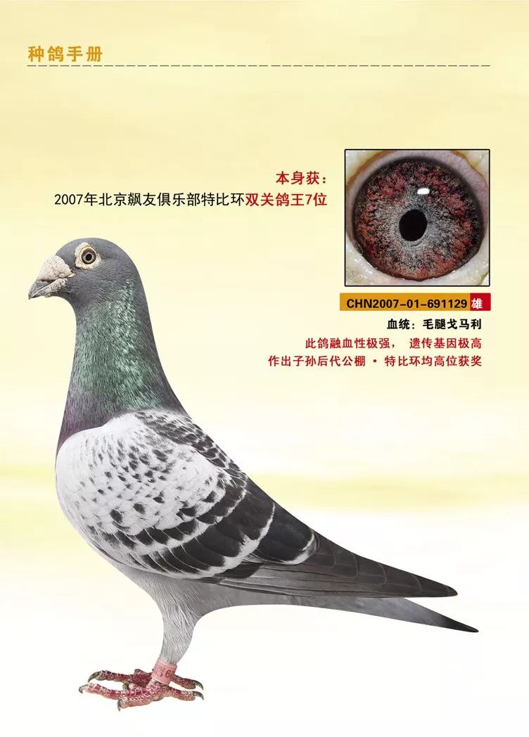 北京名家王大亮18年幼鸽预定出售,1000元一羽,一组5羽