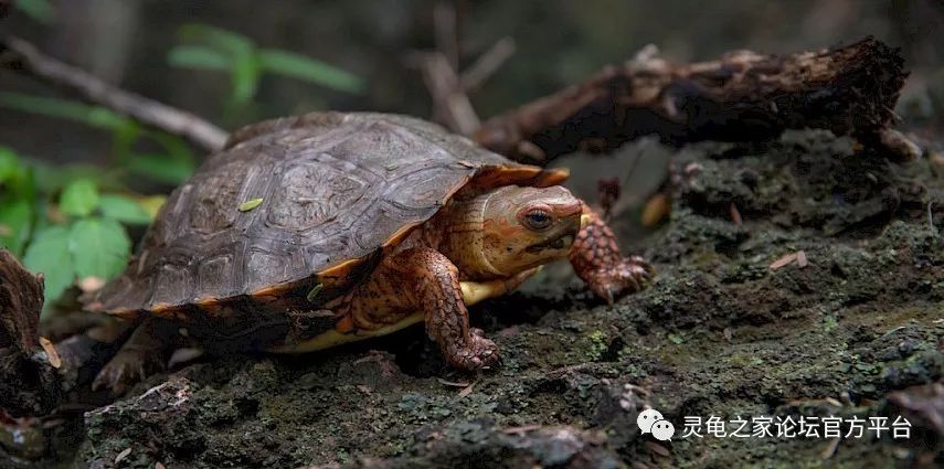 1.格雷罗木纹龟