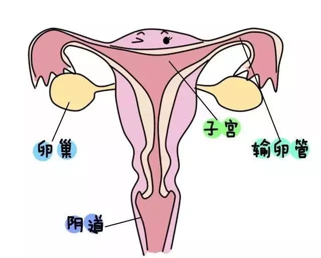 每月一次的月经是女性特有的生理现象,它伴随经痛着女子进入青春期