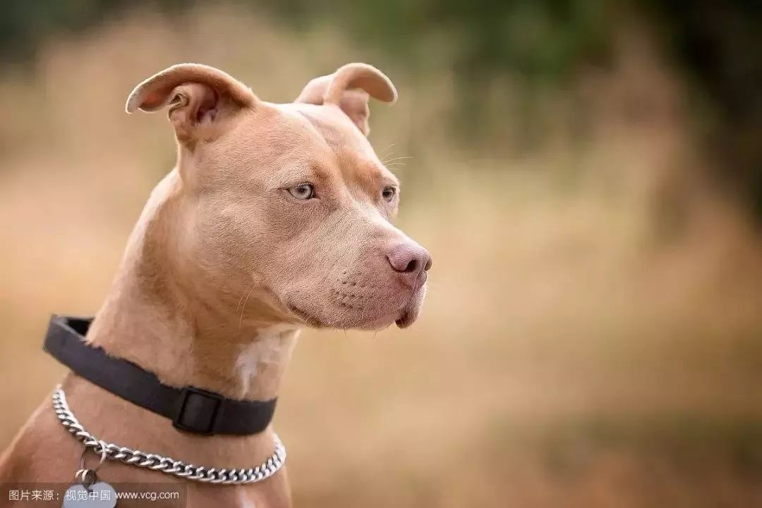 美国比特犬的使用说明书