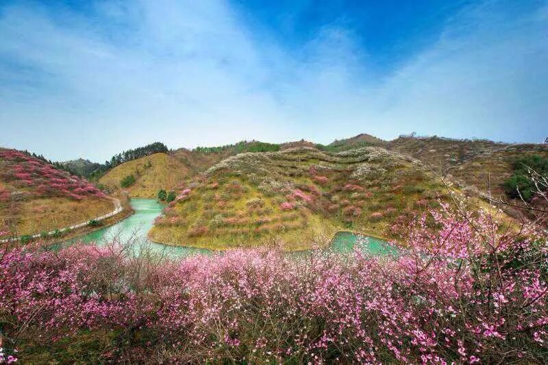 千树万树梅花开安吉这家春节开业的景区已迎来梅好花期