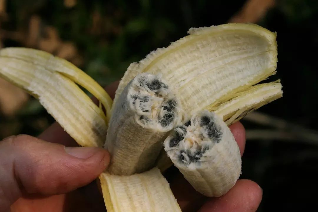 可育的野生香蕉有着大量的种子