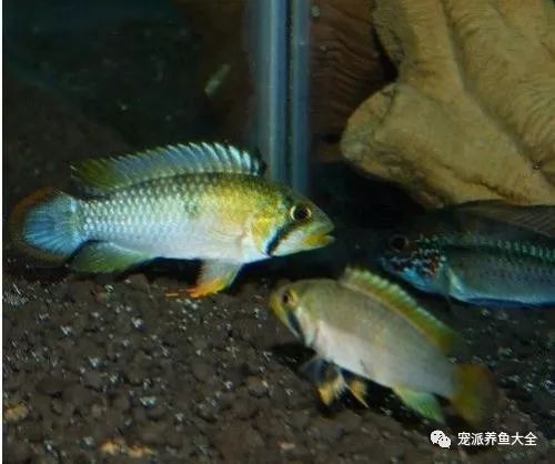 【每日一鱼】在水族箱中独霸一方的霸王短鲷!