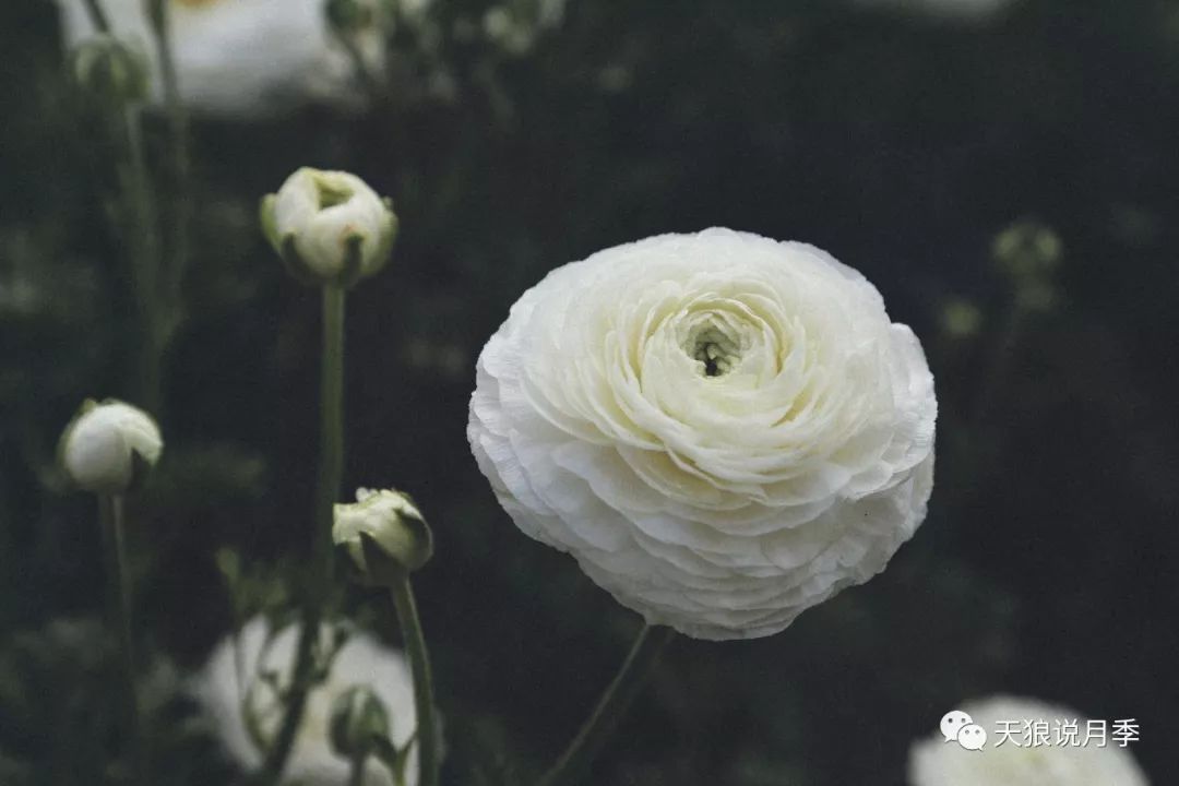 上新无需催芽恰逢花期8元一盆花毛茛花苗抱回家