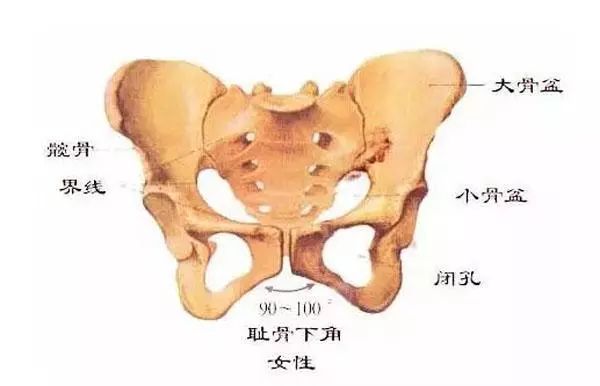 在大阴唇脂肪的下面,是坚硬的耻骨.