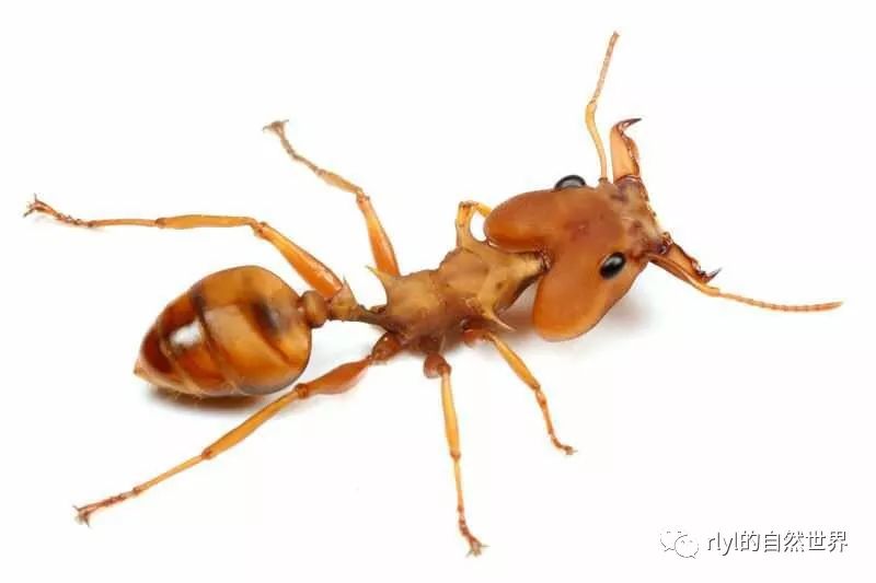 【蚁视界】浅谈如何饲养蚂蚁（一）