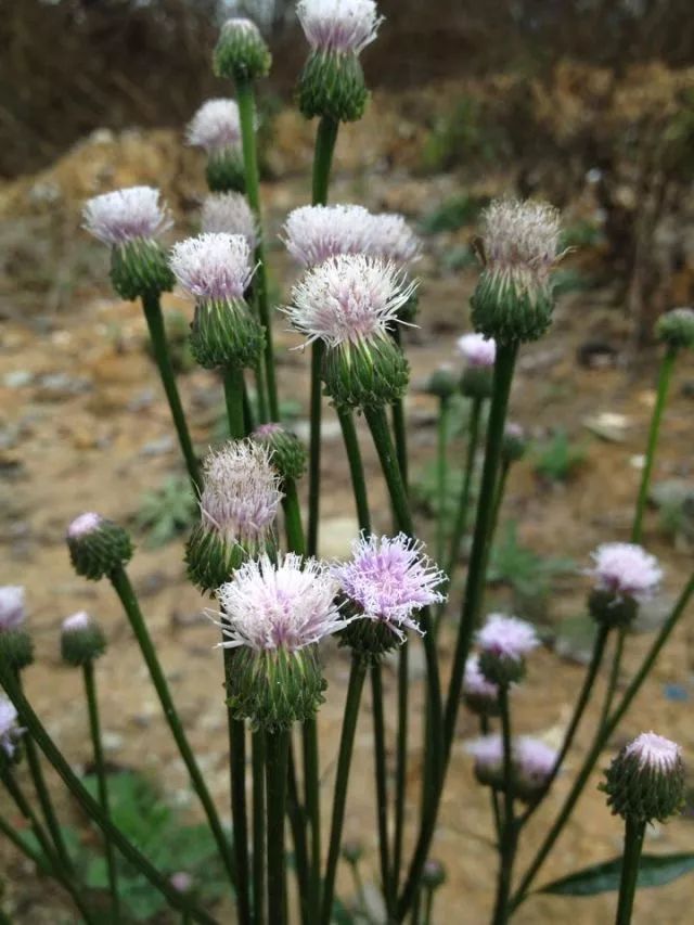 16种野花野草,看完怀念小时候!