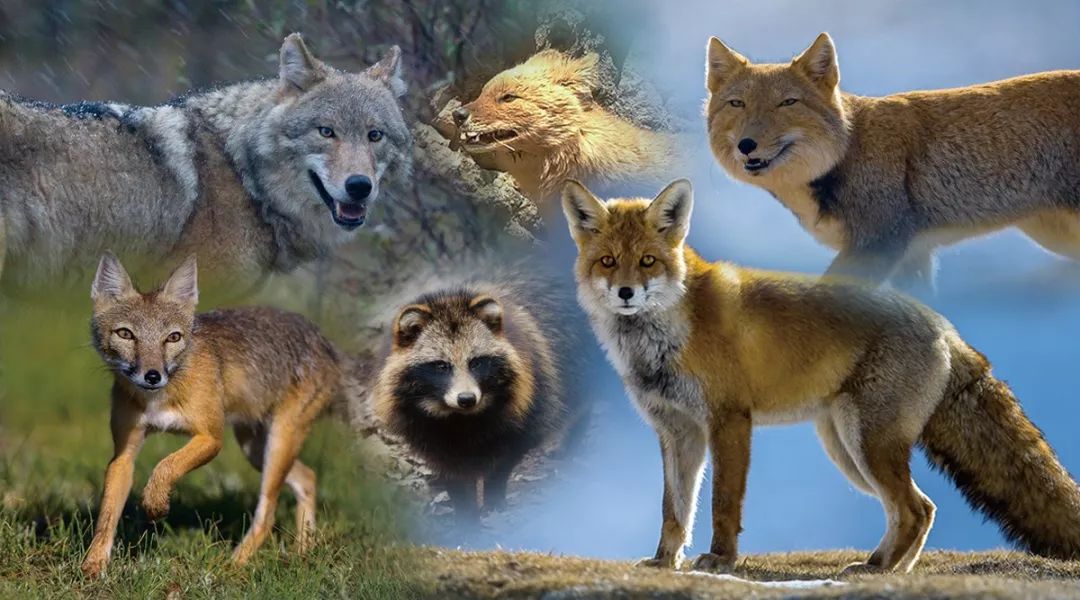 中国野生犬科有六种动物——上排:狼,豺,藏狐;下排:沙狐,貉,赤狐.